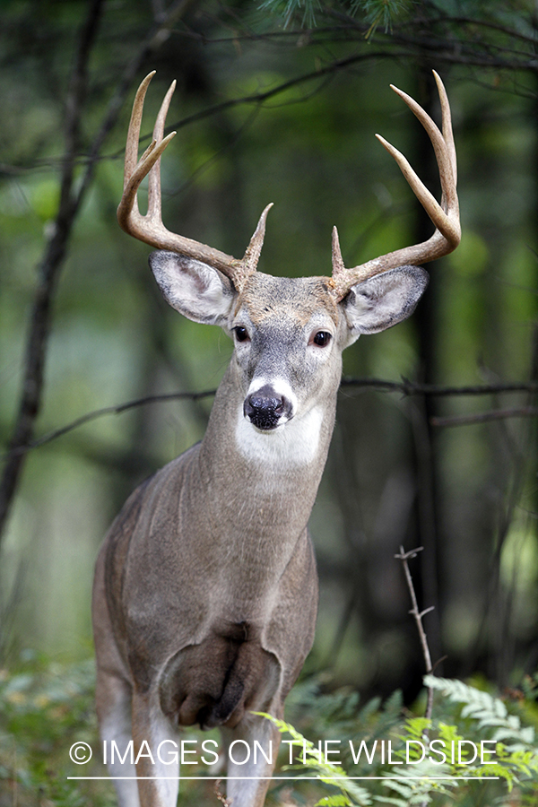 White-tailed buck in habitat.  