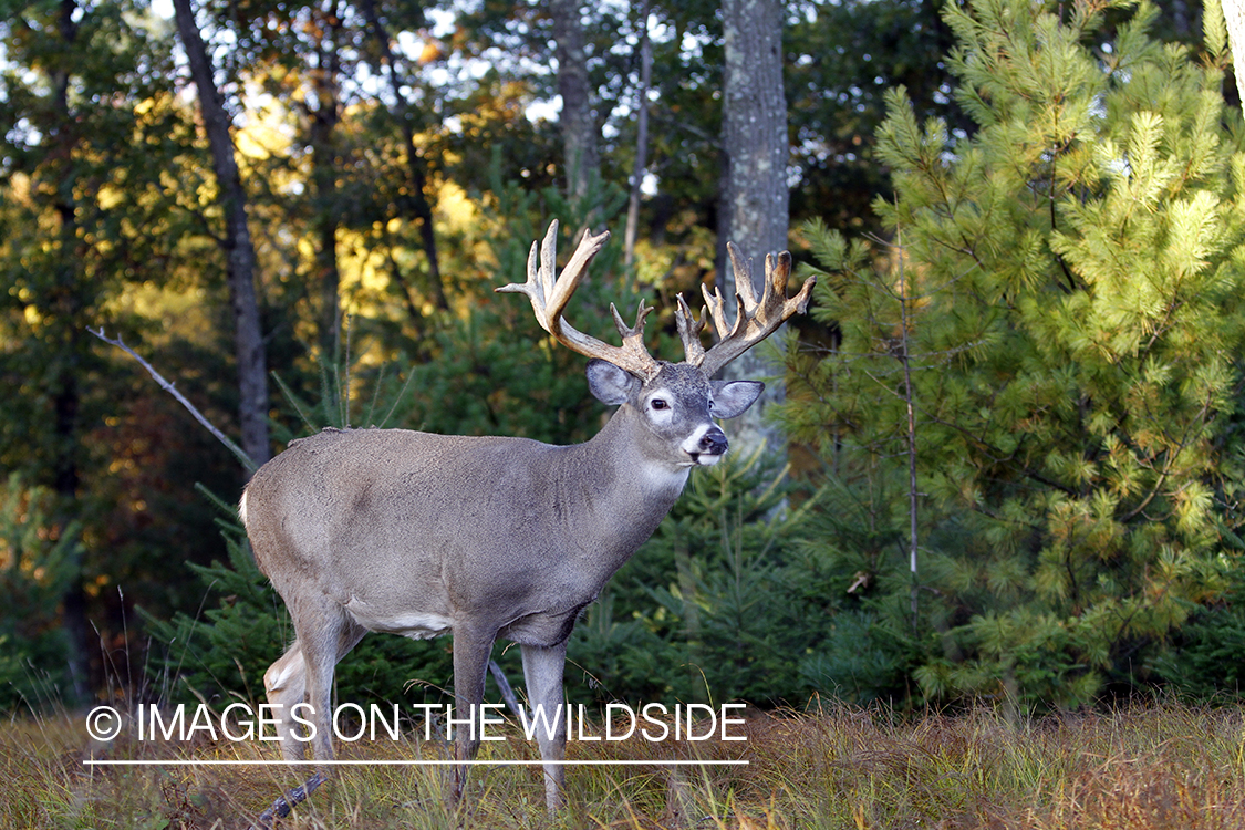 White-tailed buck in habitat. 