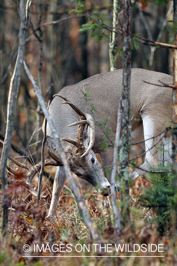 White-tailed buck in habitat. 