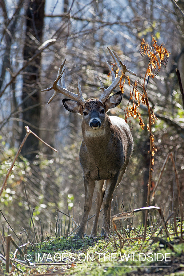 White-tailed buck in habitat. 