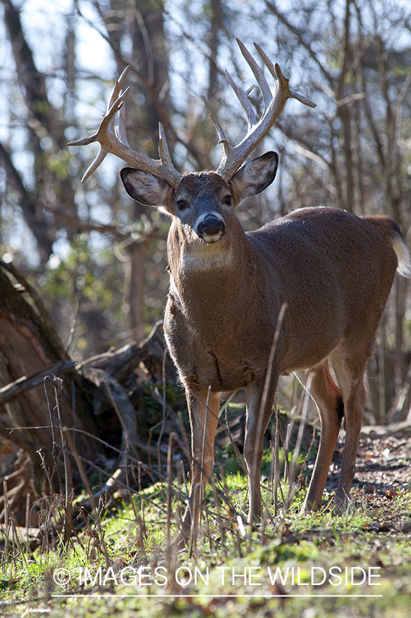 White-tailed buck in habitat. 