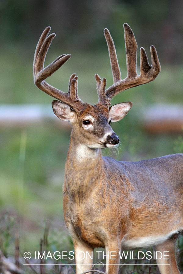 White-tailed buck in velvet.