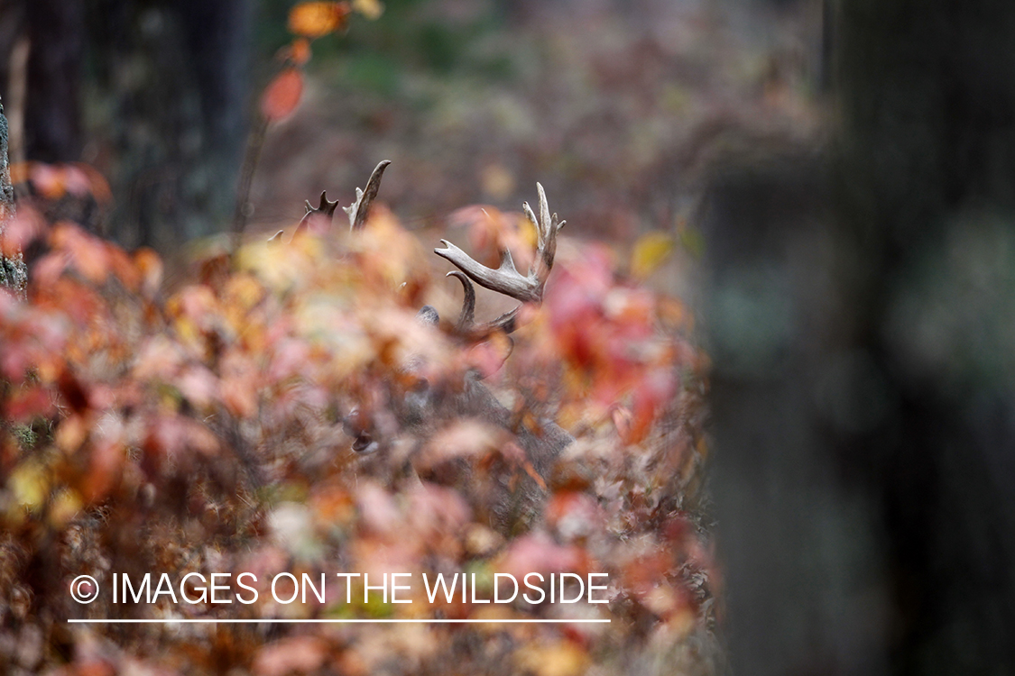 White-tailed buck laying in forest.