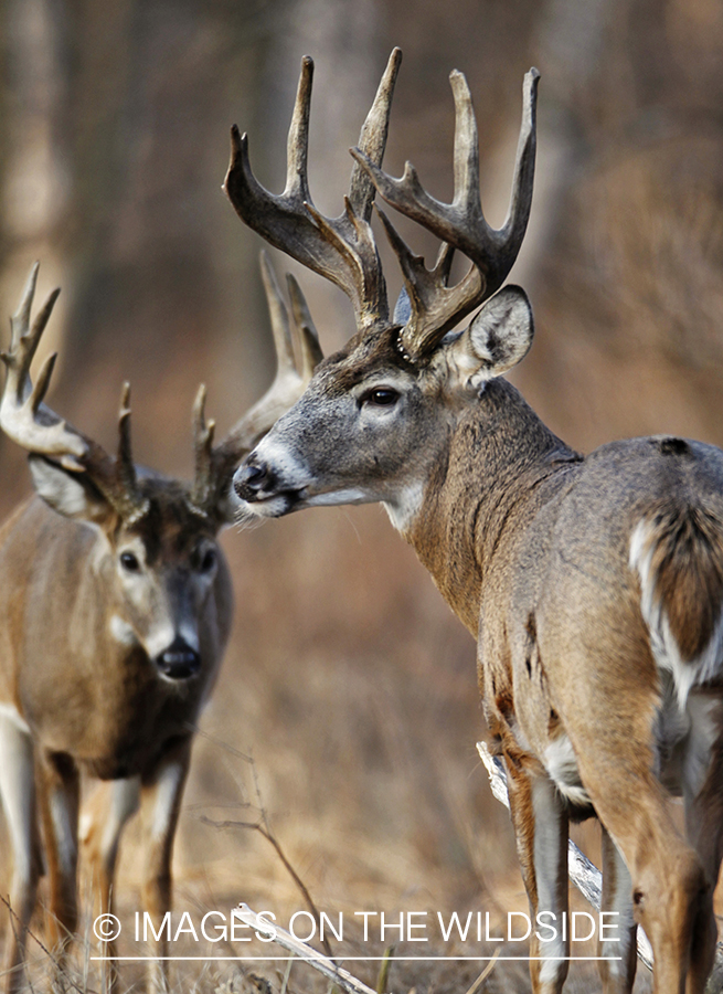 White-tailed bucks in habitat.