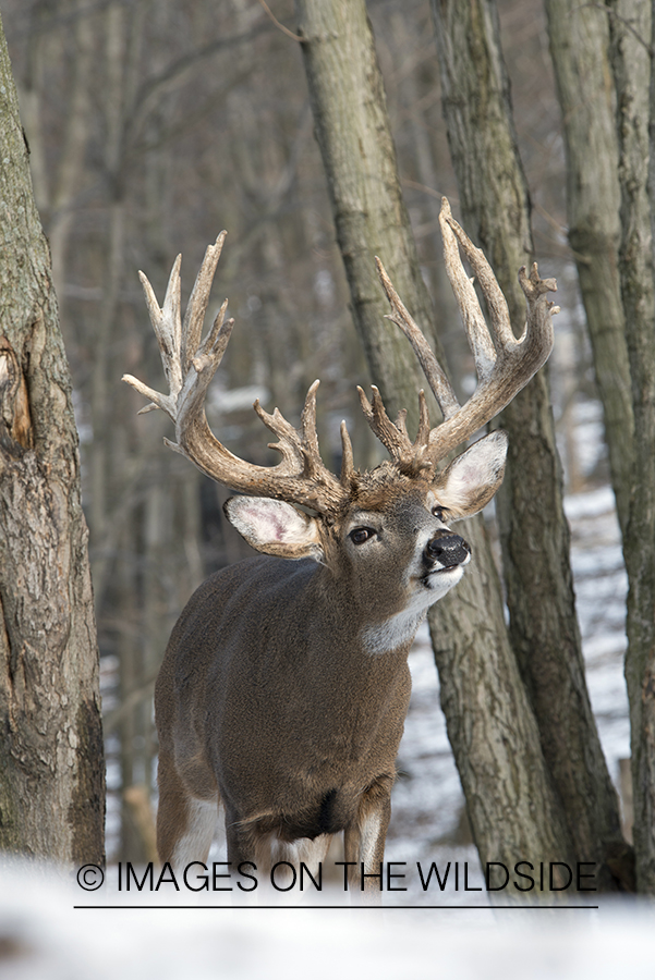 White-tailed buck in habitat.