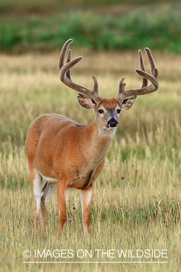 White-tailed buck in habitat.