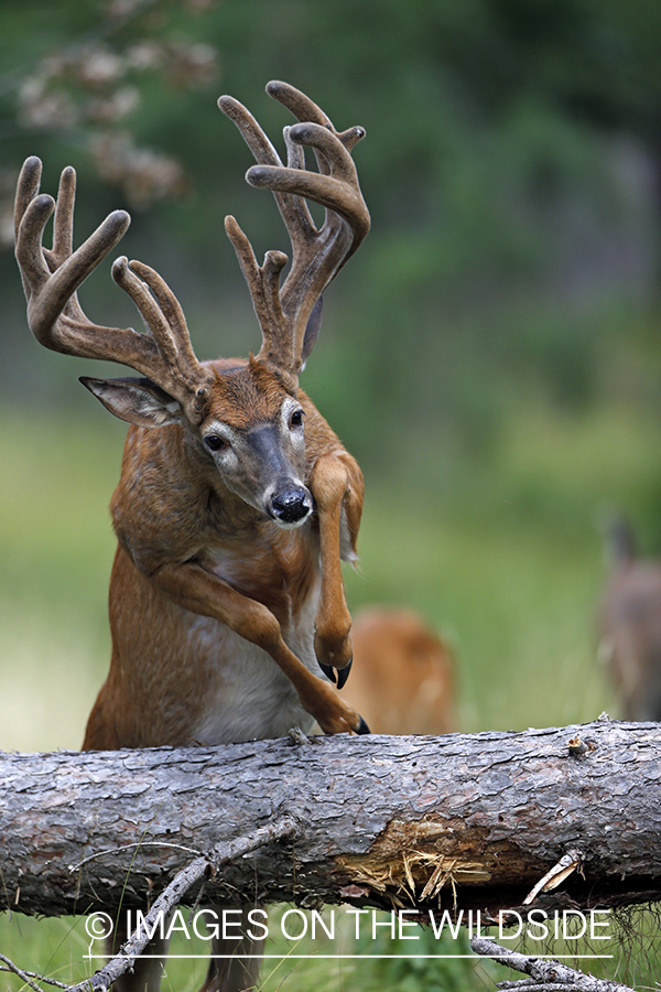 White-tailed buck in habitat.