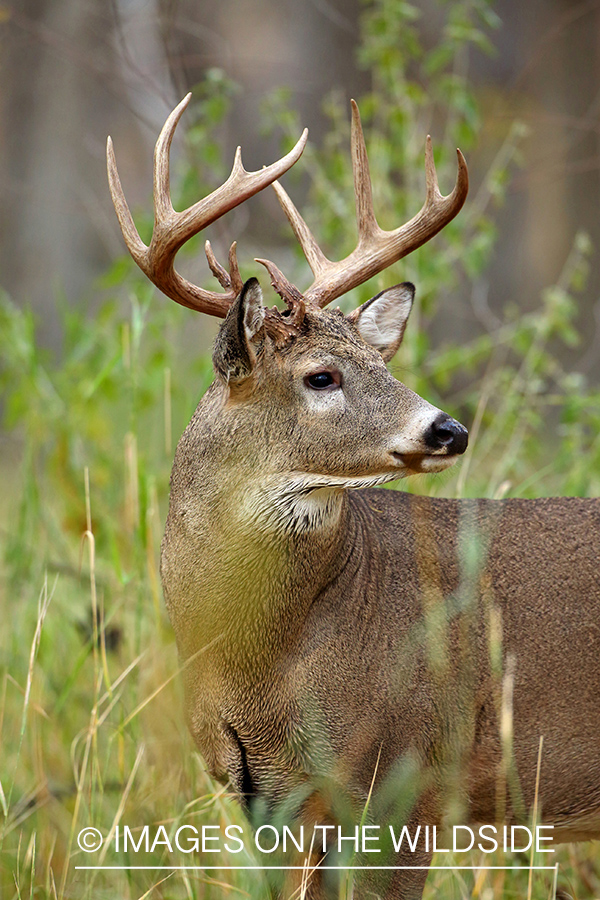 White-tailed buck in habitat.