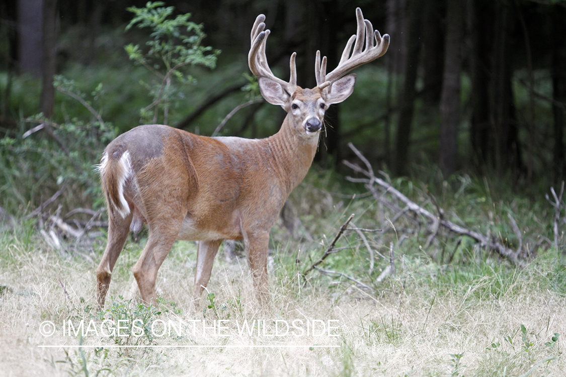 White-tailed buck in velvet.