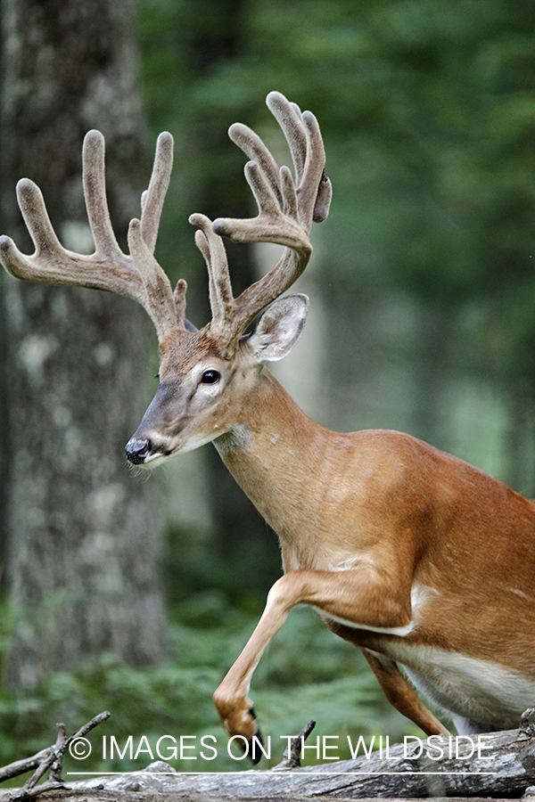 White-tailed buck in velvet jumping downed tree.