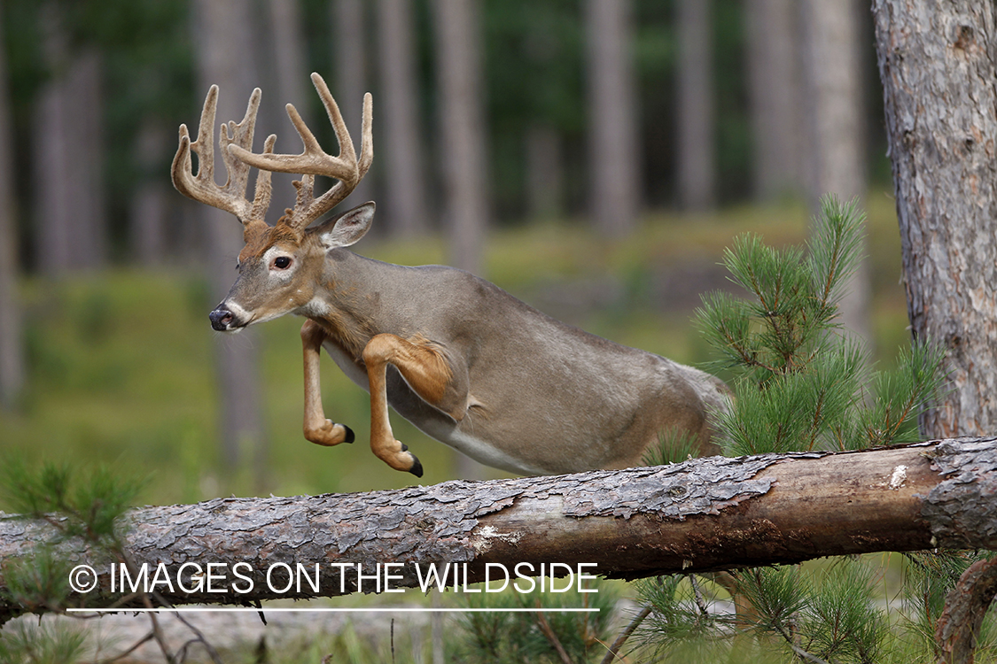 White-tailed buck jumping.