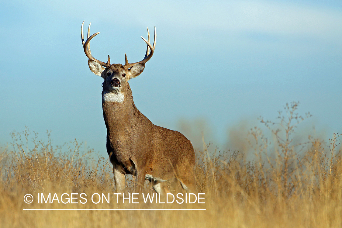 White-tailed buck in habitat.