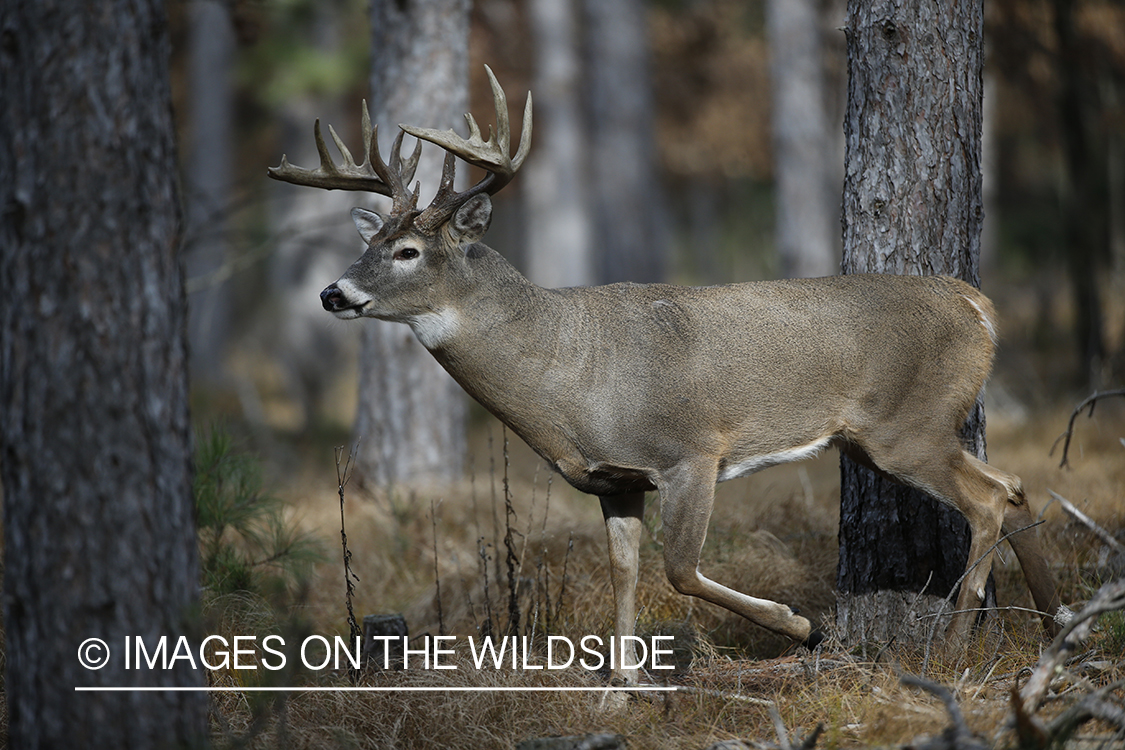 White-tailed buck in habitat.