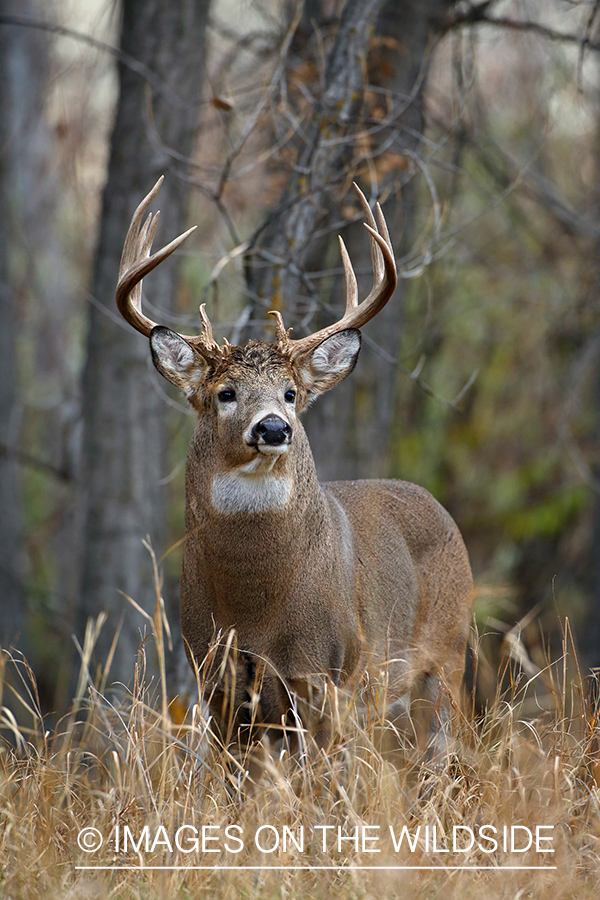 White-tailed buck in habitat.