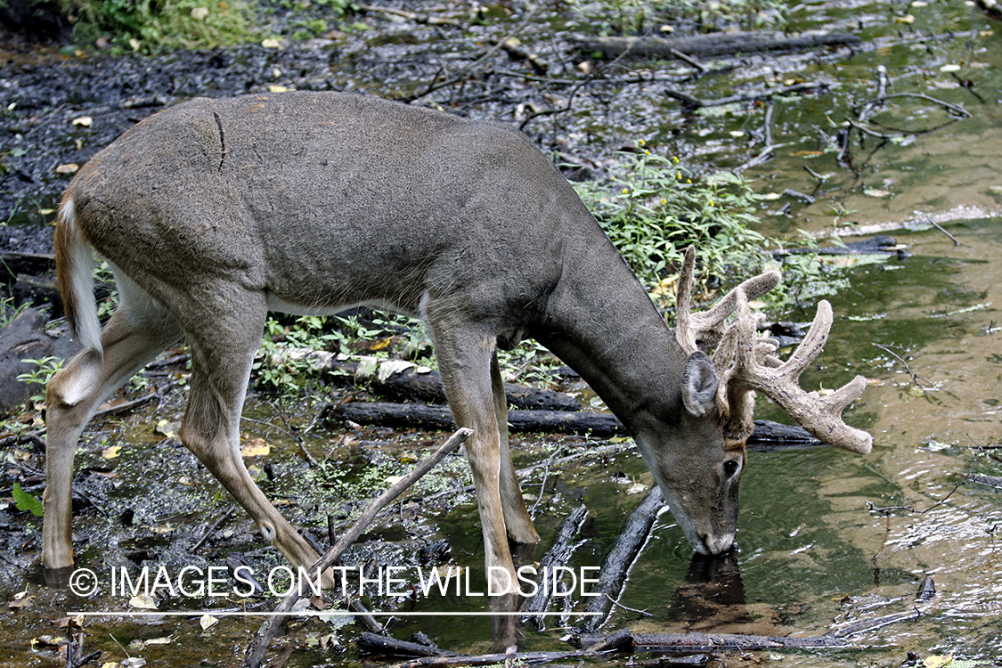 White-tailed Buck in Velvet drinking from spring.