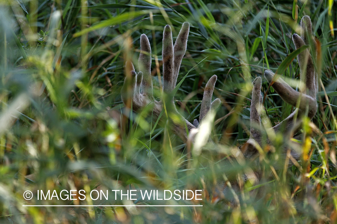 White-tailed buck in Velvet hidden in grass.