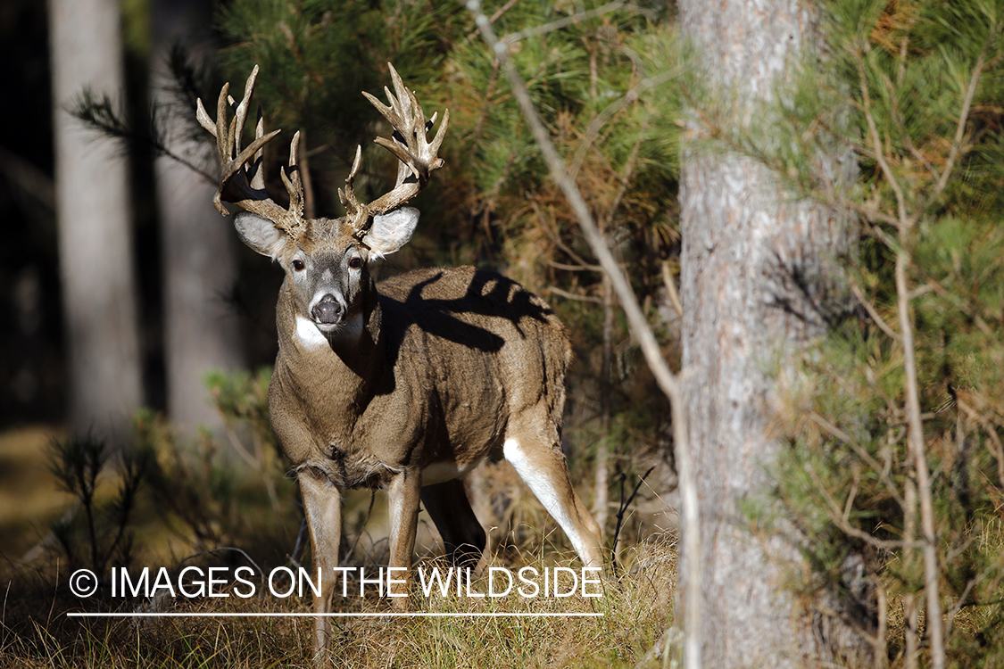 White-tailed buck in woods.