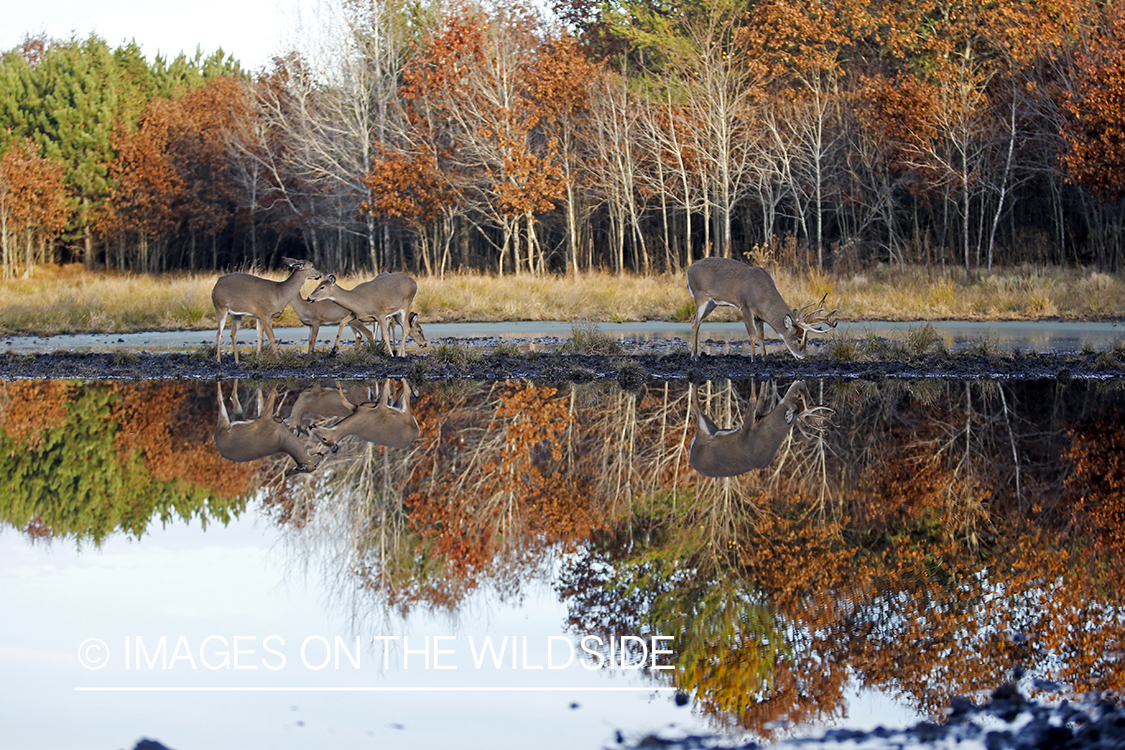 White-tailed buck and does with reflection in water.