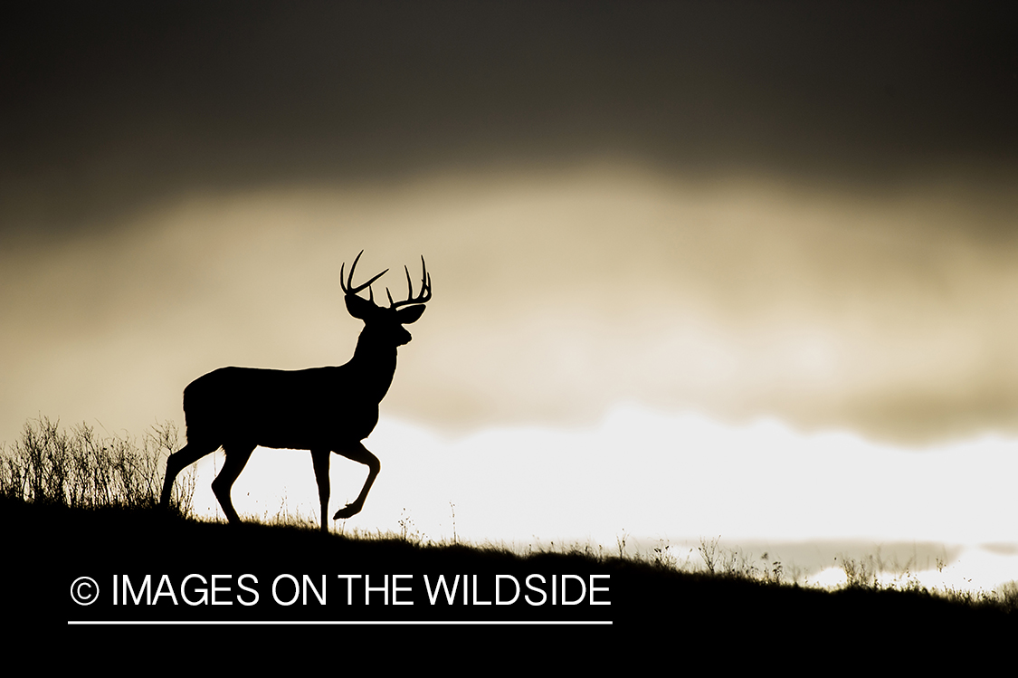 White-tailed buck silhouette at sunrise.