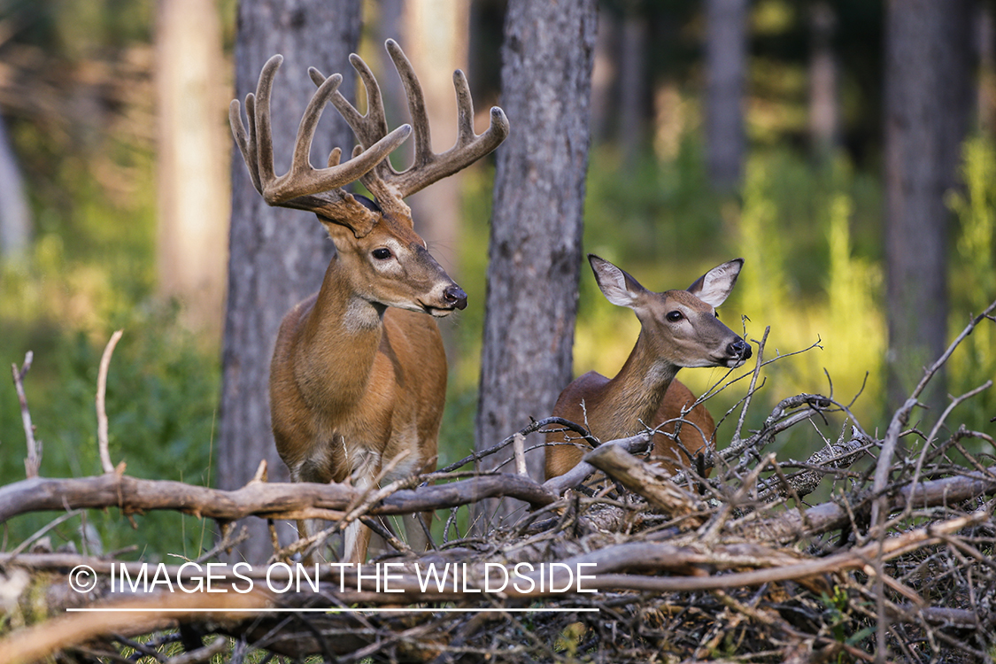 White-tailed buck in velvet.