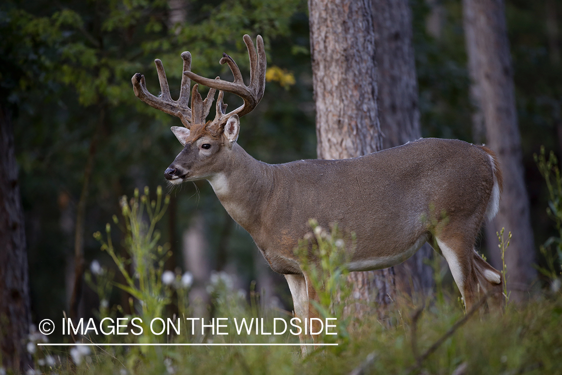 White-tailed buck in field.