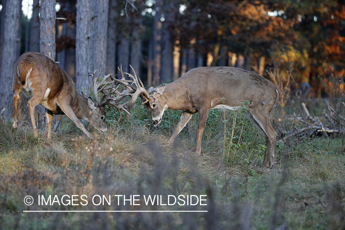 White-tailed bucks fighting during rut.