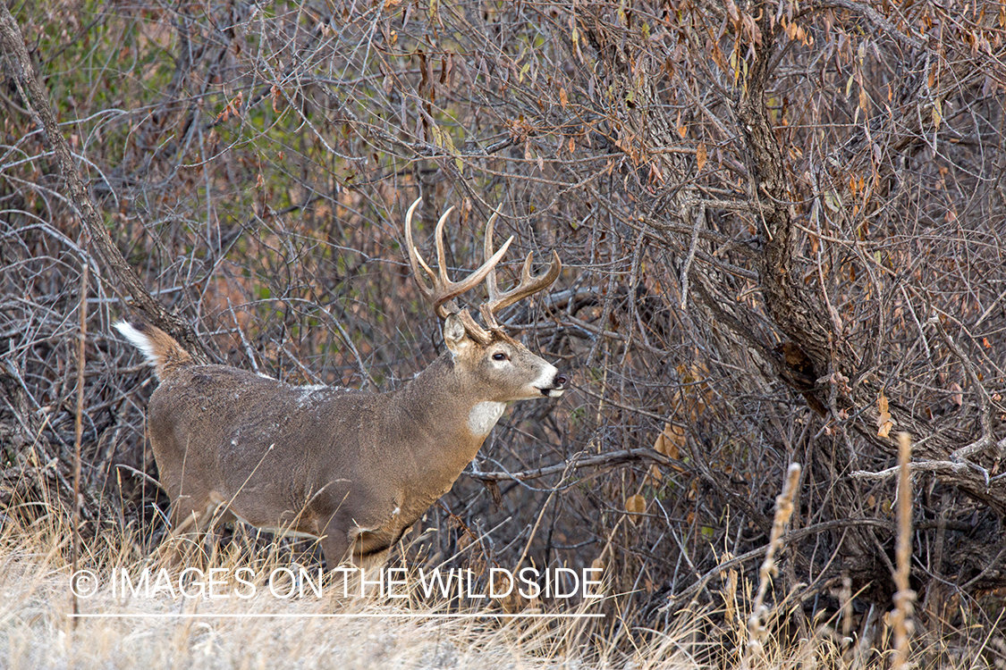 White-tailed buck making scrape.