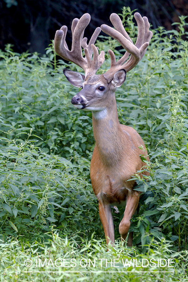 White-tailed buck in Velvet.