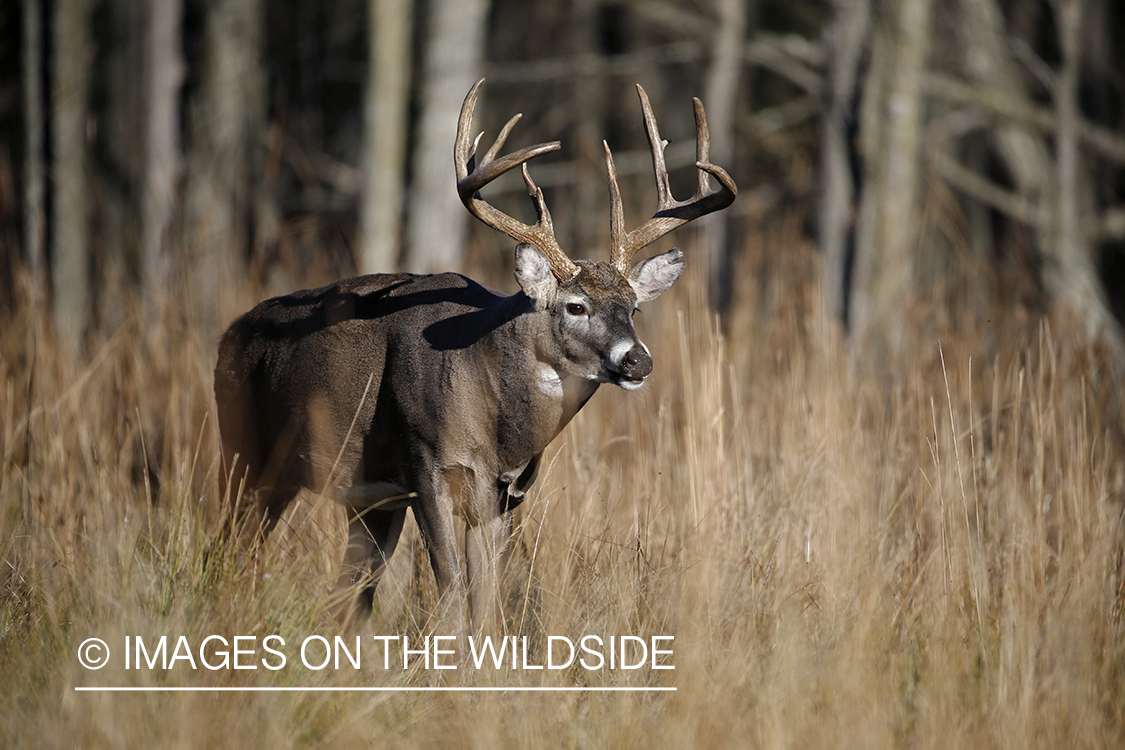 White-tailed buck in the rut.