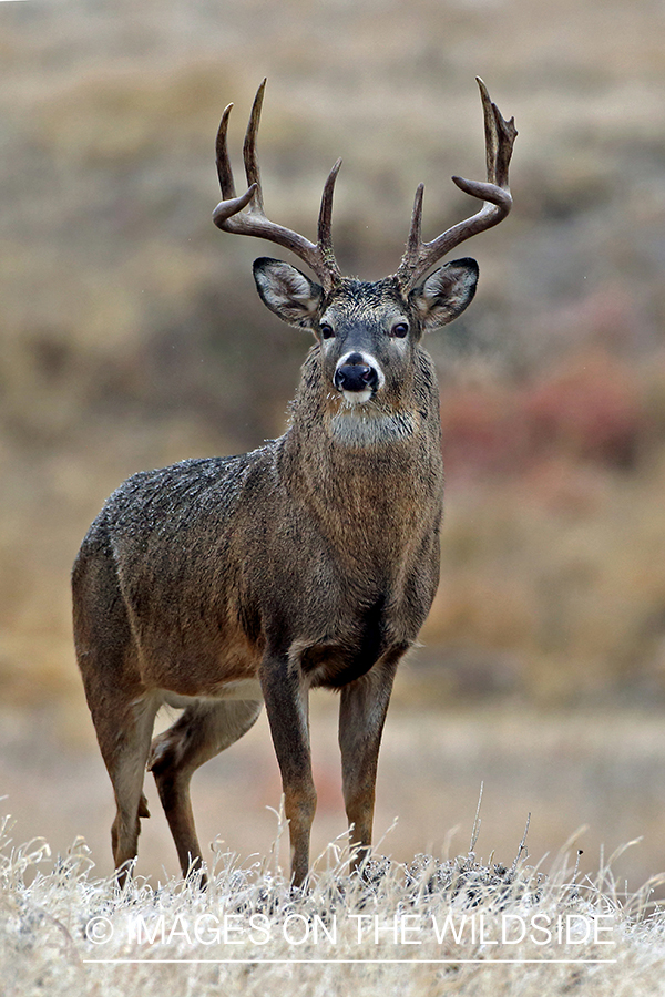 White-tailed buck in field.