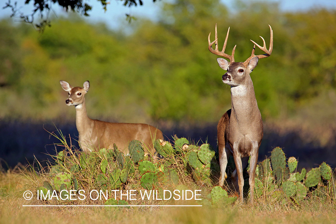 White-tailed buck with doe.