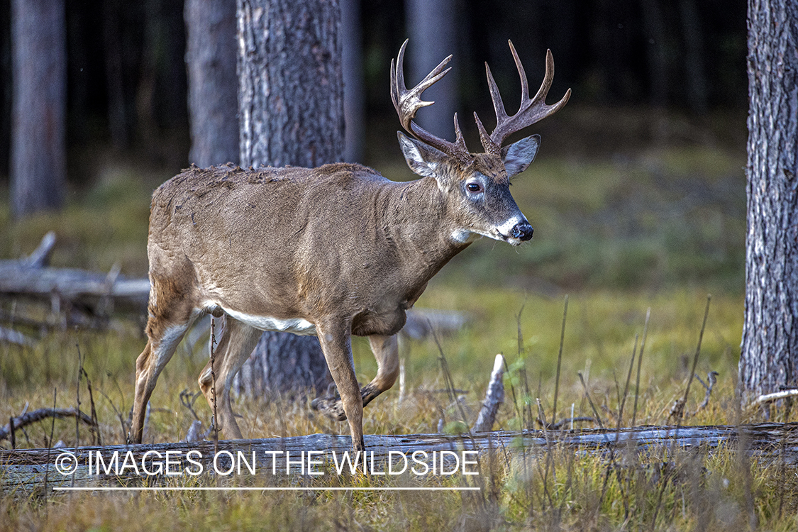 White-tailed buck in field.