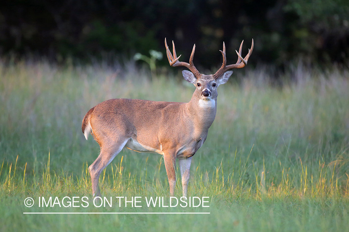 White-tailed buck in field.