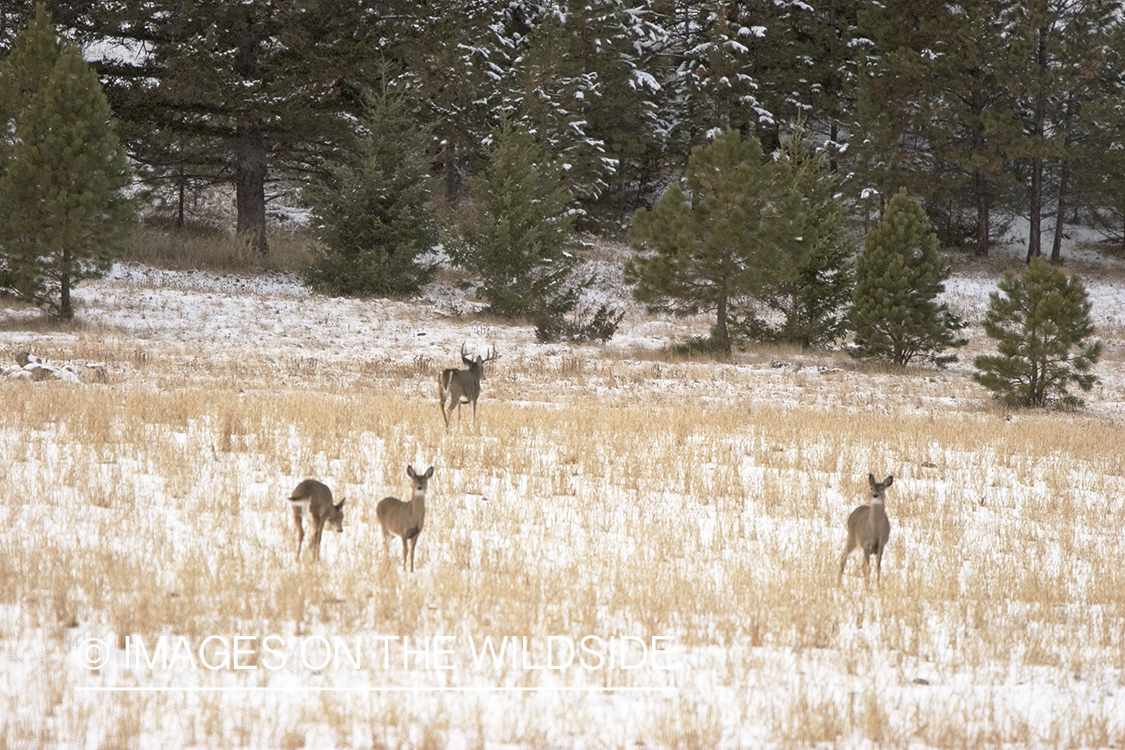 White-tailed deer in field.