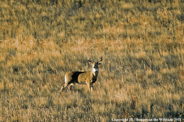 White-tailed deer in habitat