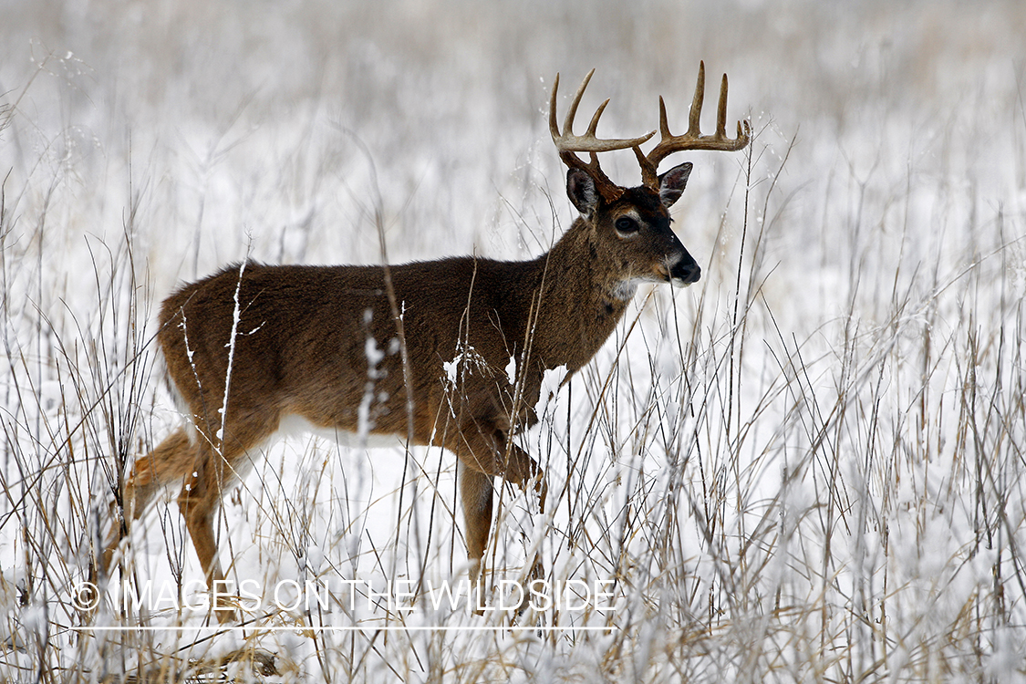 White-tailed deer in winter habitat