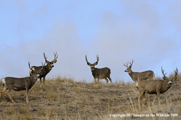 Mule bucks in habitat.