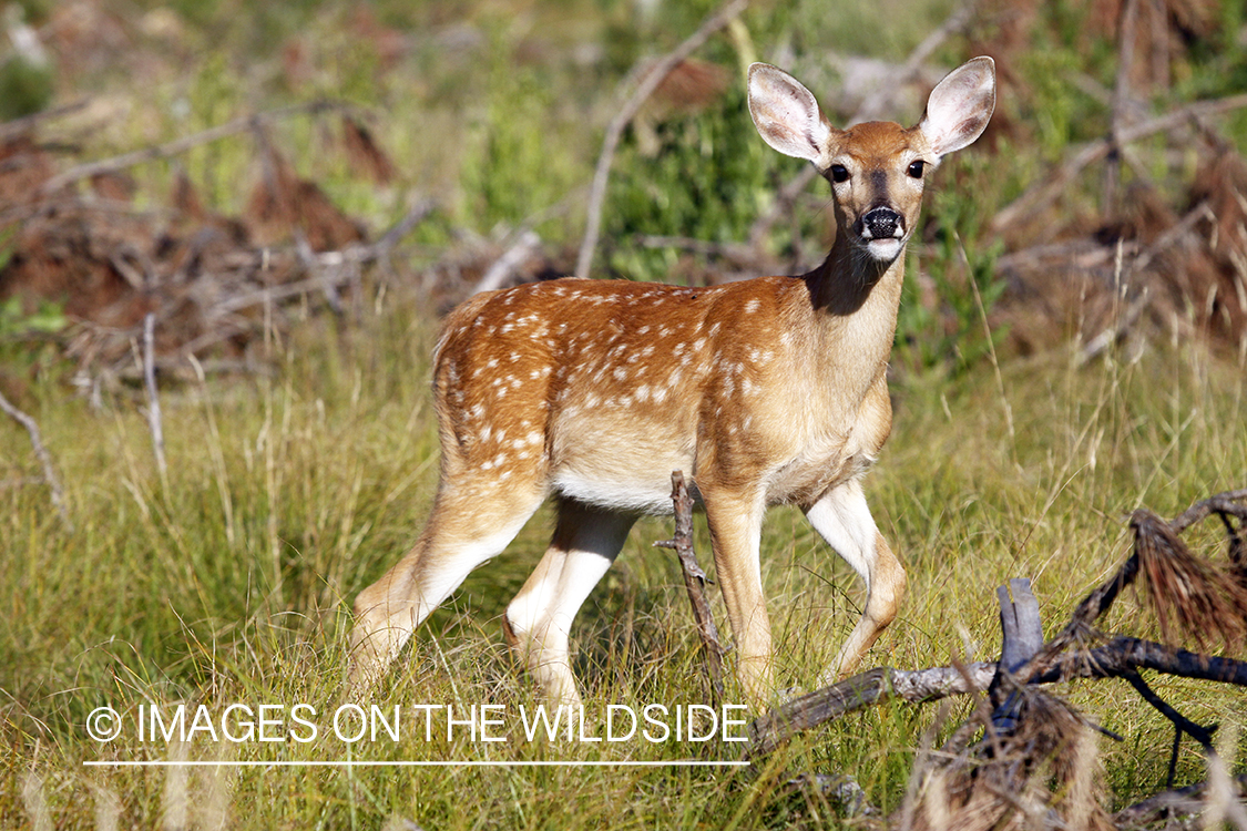 White-tailed fawn in habitat. 