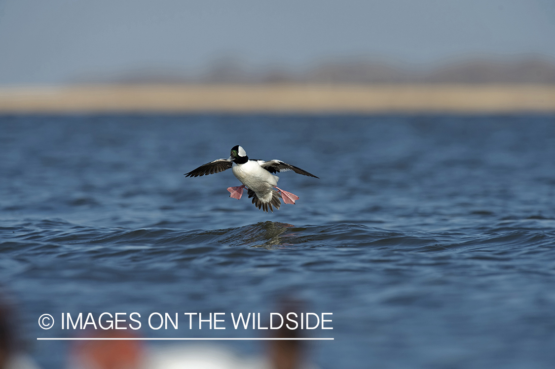 Bufflehead landing on water.