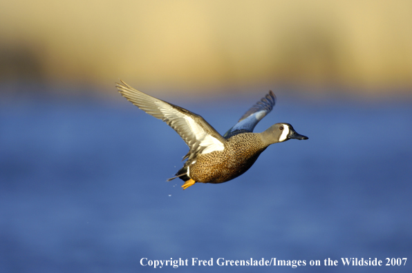 Blue-winged teal duck