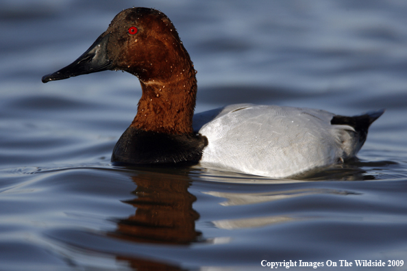 Canvasback Drake