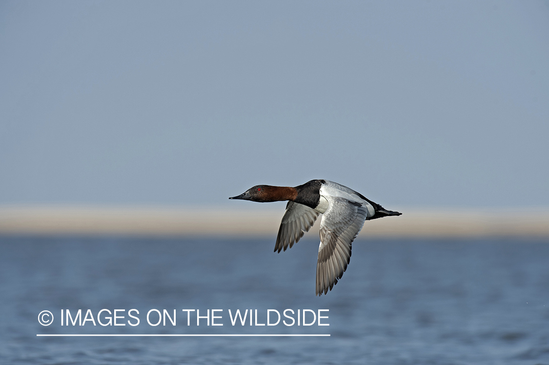 Canvasback in flight.