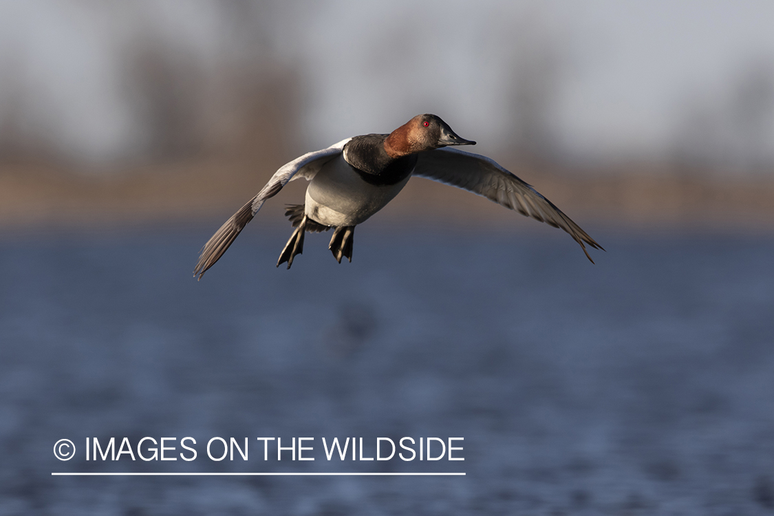 Canvasback drake in flight.