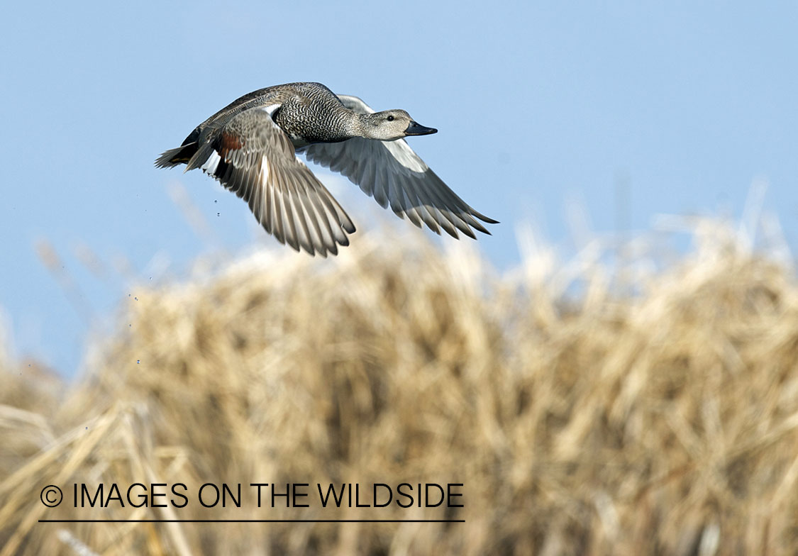 Gadwall duck in flight.