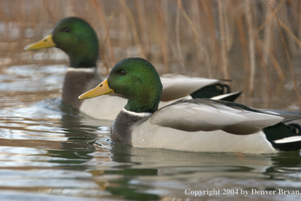 Mallards on pond.