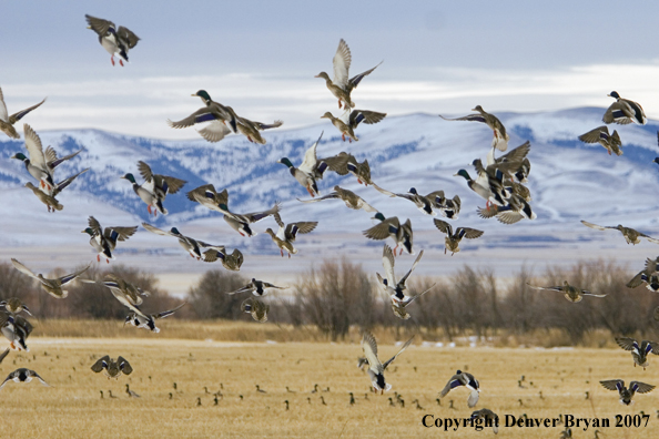 Mallard ducks in flight