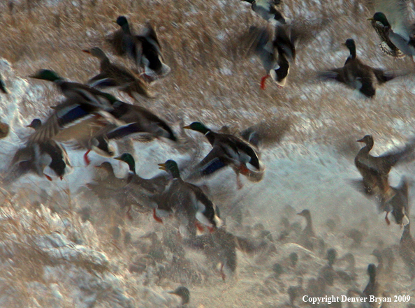 Mallard Ducks/Flock