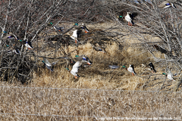 Large flock of mallards in flight. 