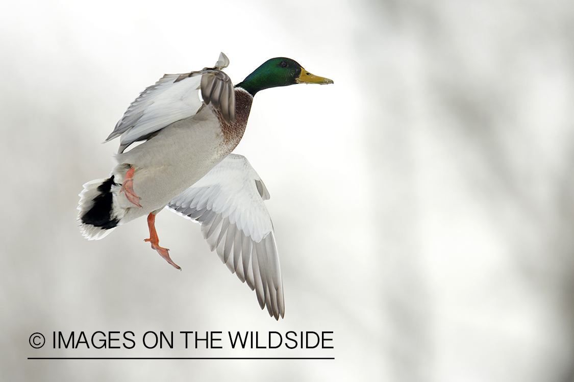 Mallard duck in flight.