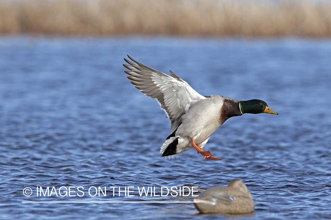 Mallard drake in flight.